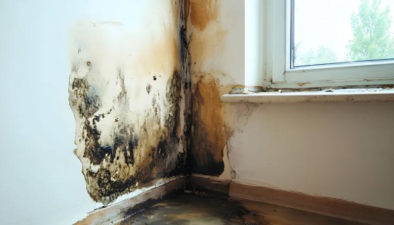 Black Mold Remediation in Fort Lauderdale, FL
