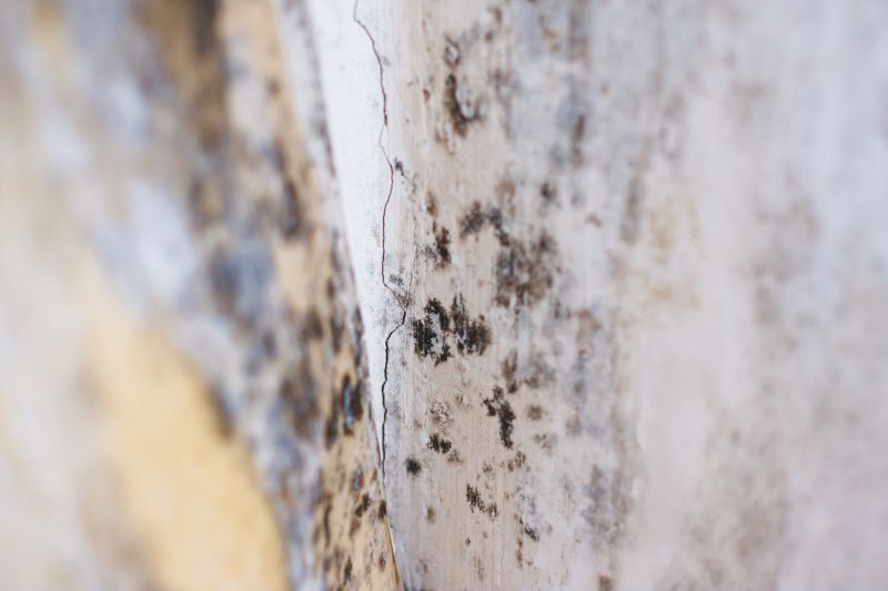 White Mold Mitigation in Frisco, TX
