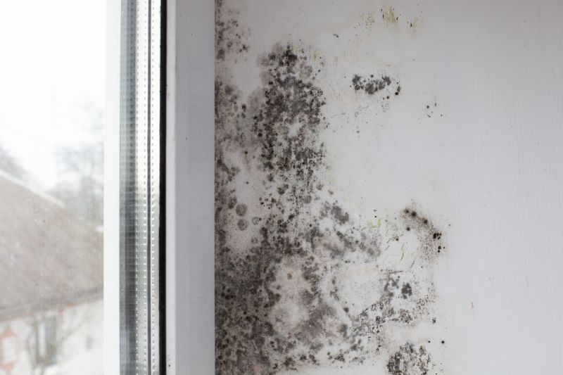 White Mold Mitigation in Boca Raton, FL